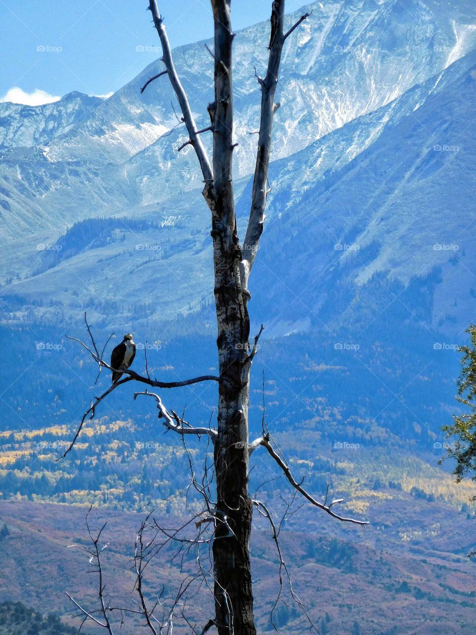 Lone eagle scanning the valley