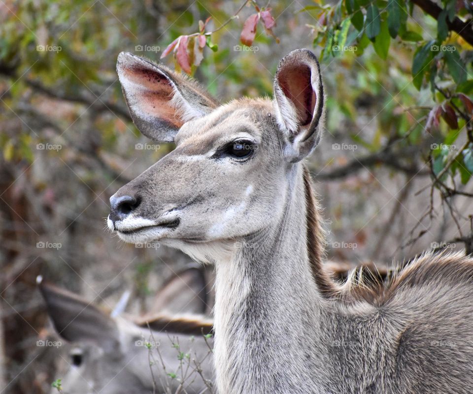 Kudu female antelope walking in the bush and eating grass 
