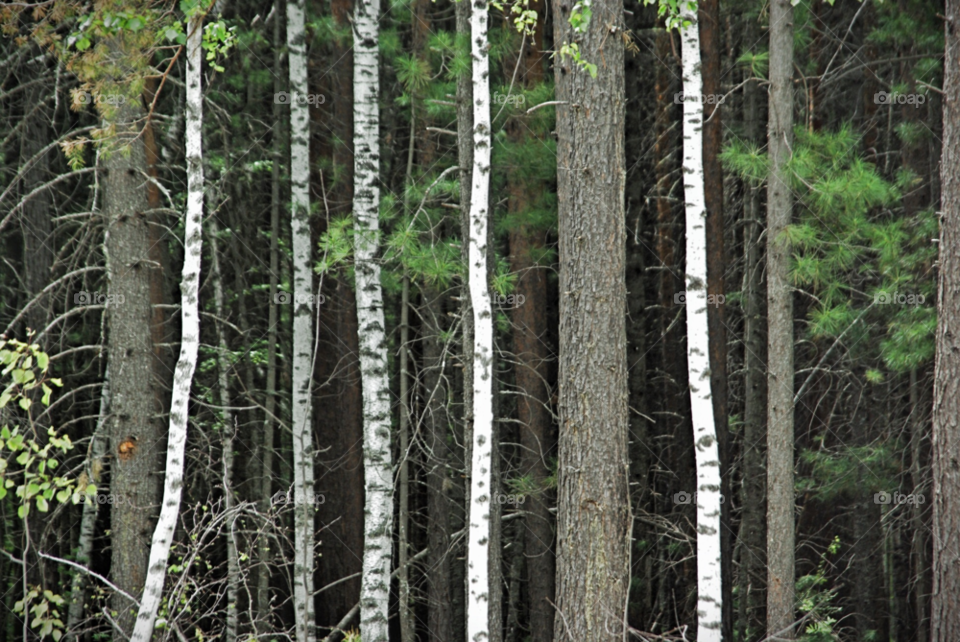 nature white tree forest by Bea