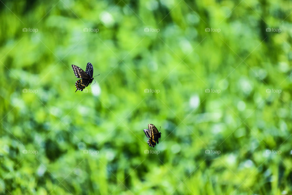 Butterfly mating dance