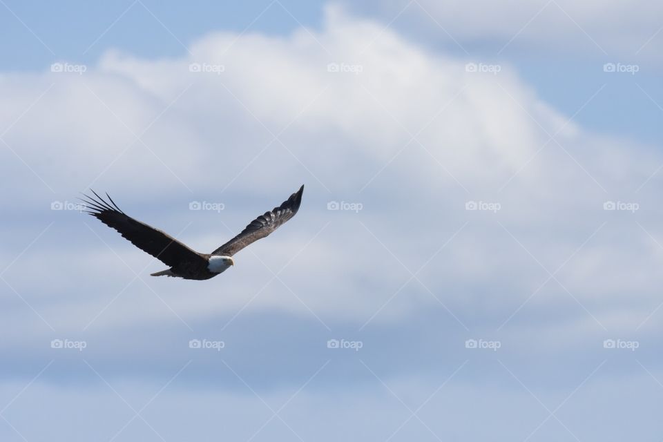 Eagle in flight - Canada