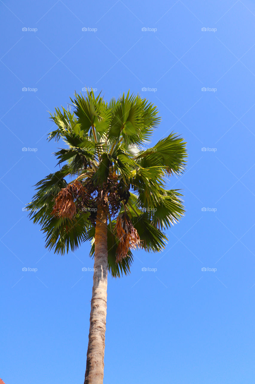 Palm tree