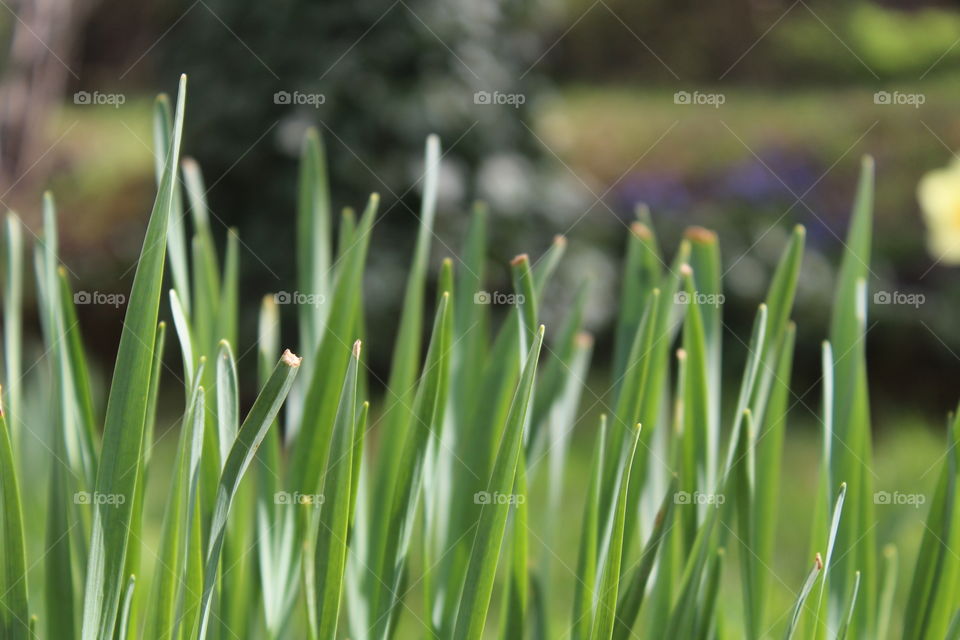 We all know grass grows big and tall ,maybe can be bigger than all,but animals are here to keep the size no where near.