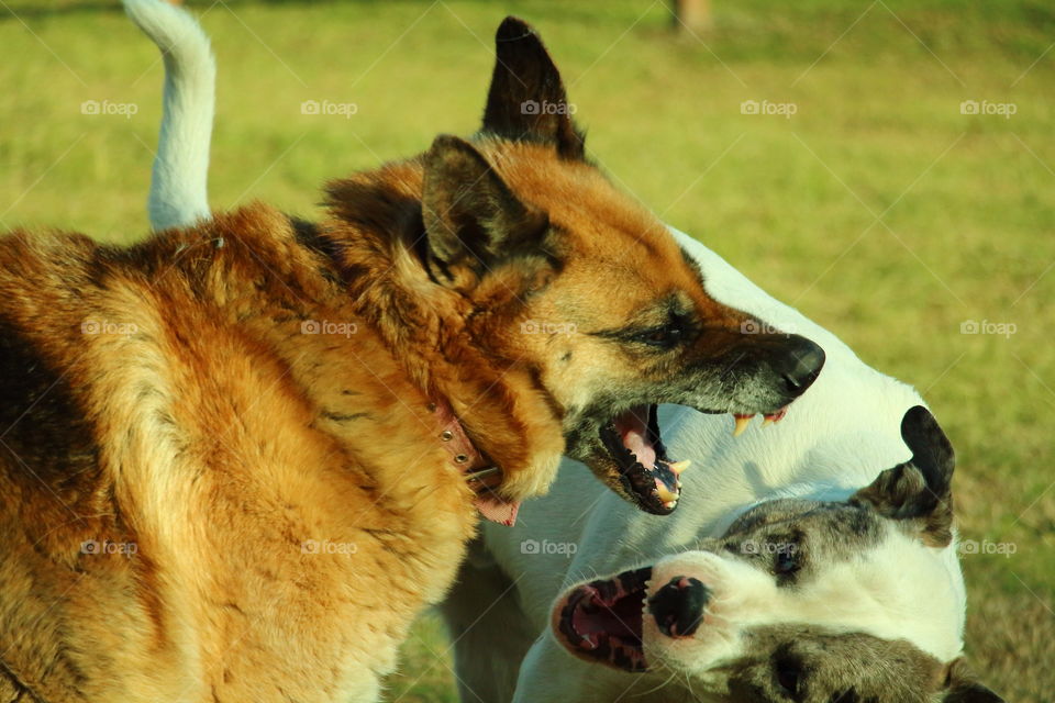 dogs fighting. two dogs fighting