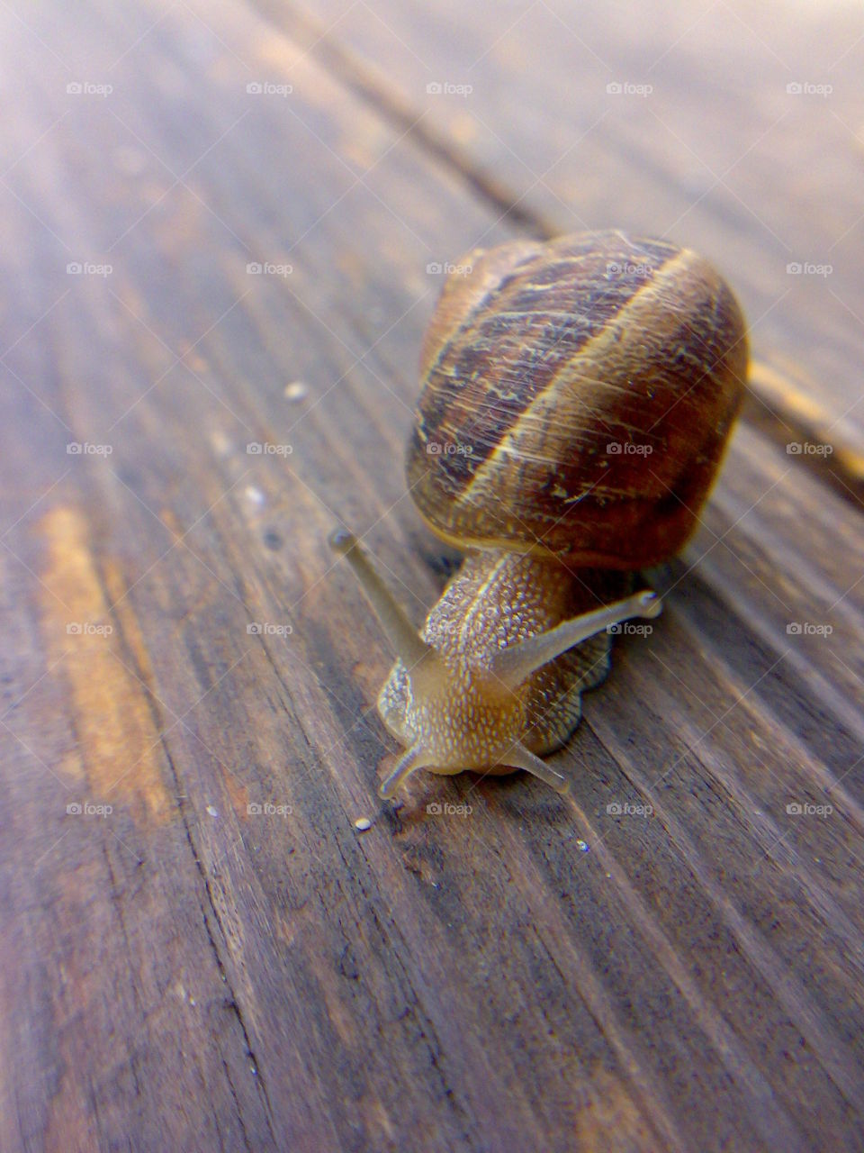 close up snail on wooden board