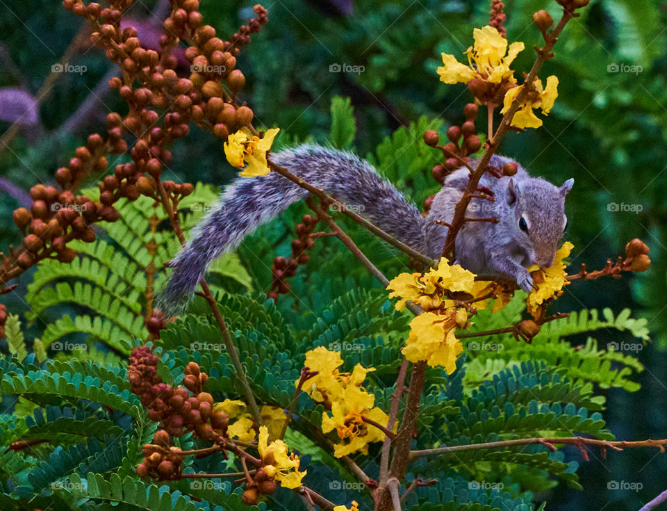 Animal photography - indian squirrel