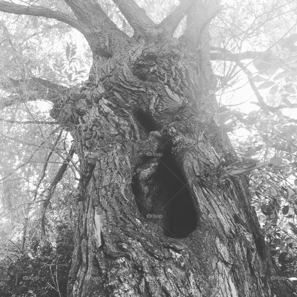 Eerie tree
