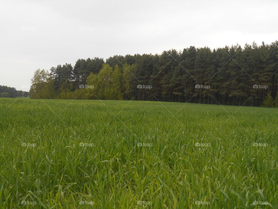 Landscape, Field, Agriculture, Farm, Rural