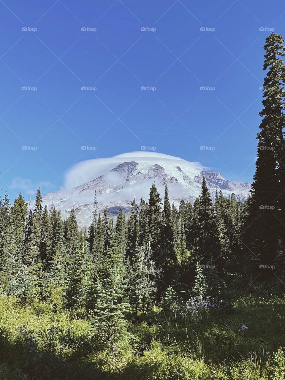 Clear view of Mount rainier and trees with cloud 