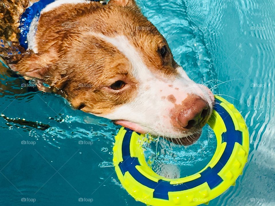 Beautiful rescue pitbull playing with Nerf toy in the pool