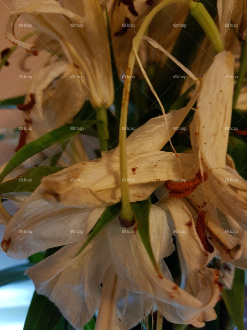 dried lilies