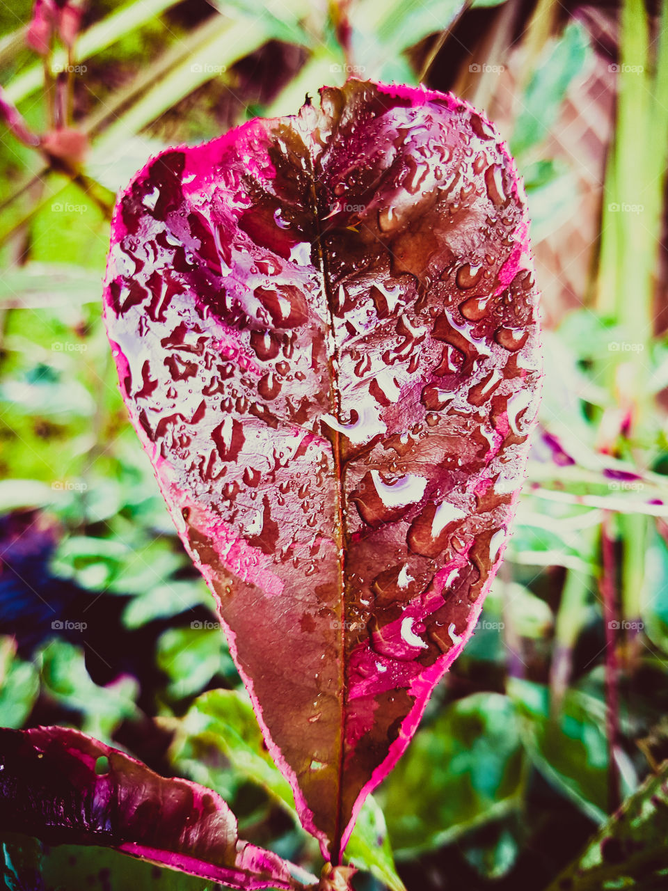 English garden, Raindrops on a beautiful pink leaf, close up nature.