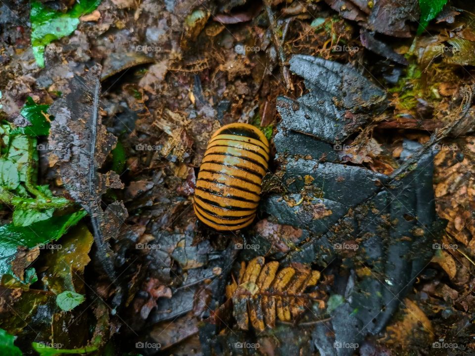 Cubaris sp. Isopods protect themselves on the ground in the tropical rain forest