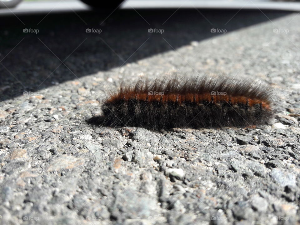 caterpillar closeup
