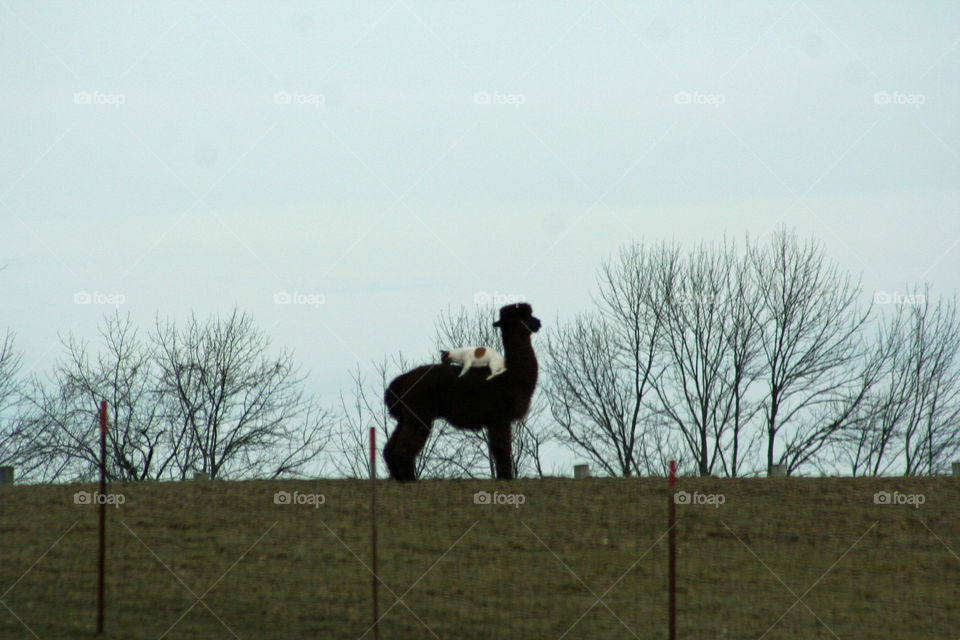 Dog hanging out with an Alpaca