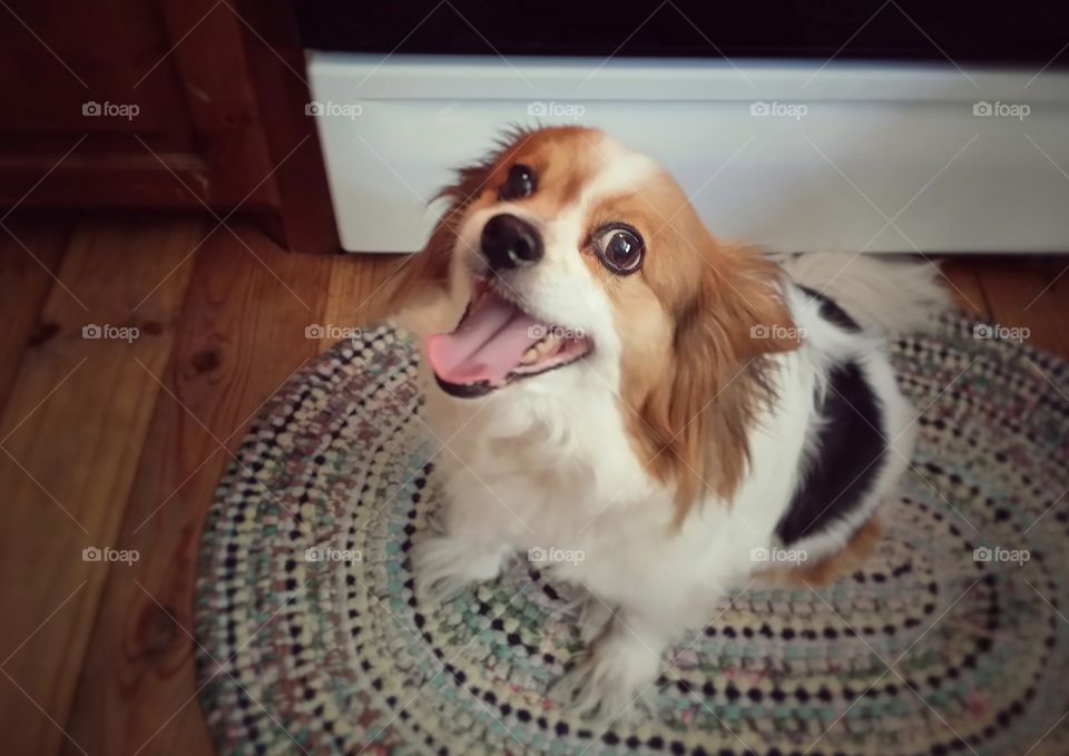 Happy Papillion dog sitting in the kitchen floor on a hoop rug looking up smiling with his mouth open and tongue hanging out so sweet waiting patiently for some morsel of food to fall on the floor with a gleam in his eye and smiling