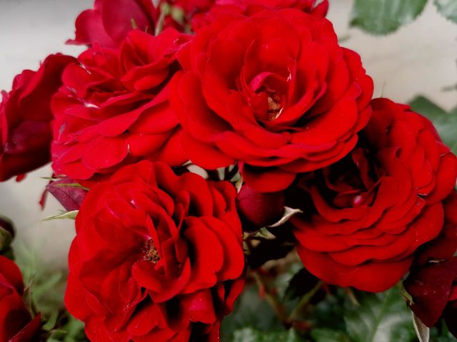 red roses