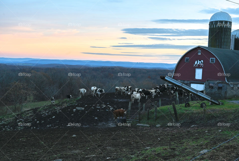 Sunset New York dairy farm