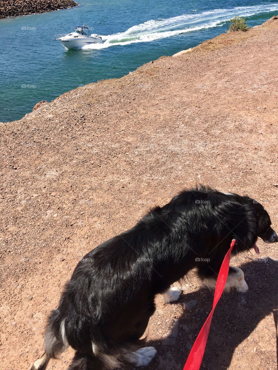 Walking the dog in the beach along shoreline 