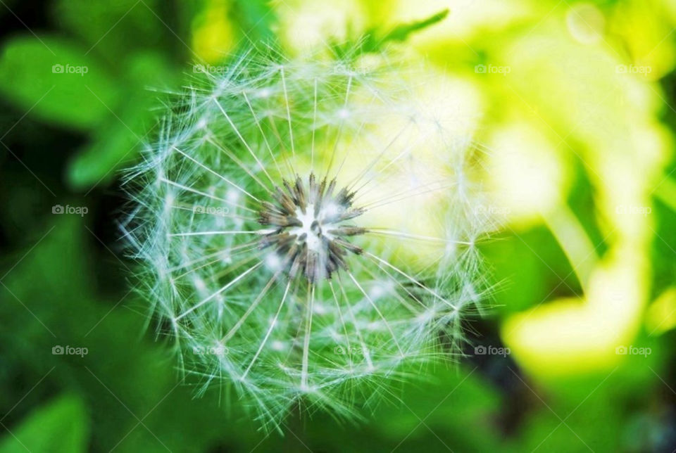 norway light nature dandelion by merethe