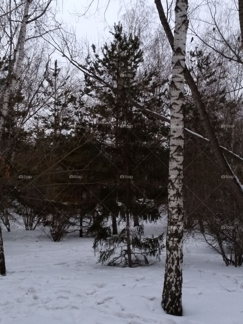 snow. birch. winter. the park. nature. coldly