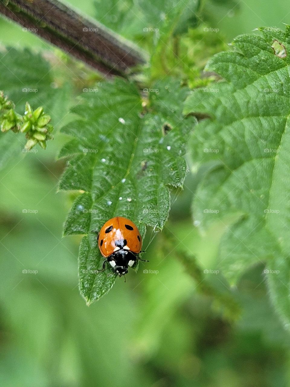 Ladybird