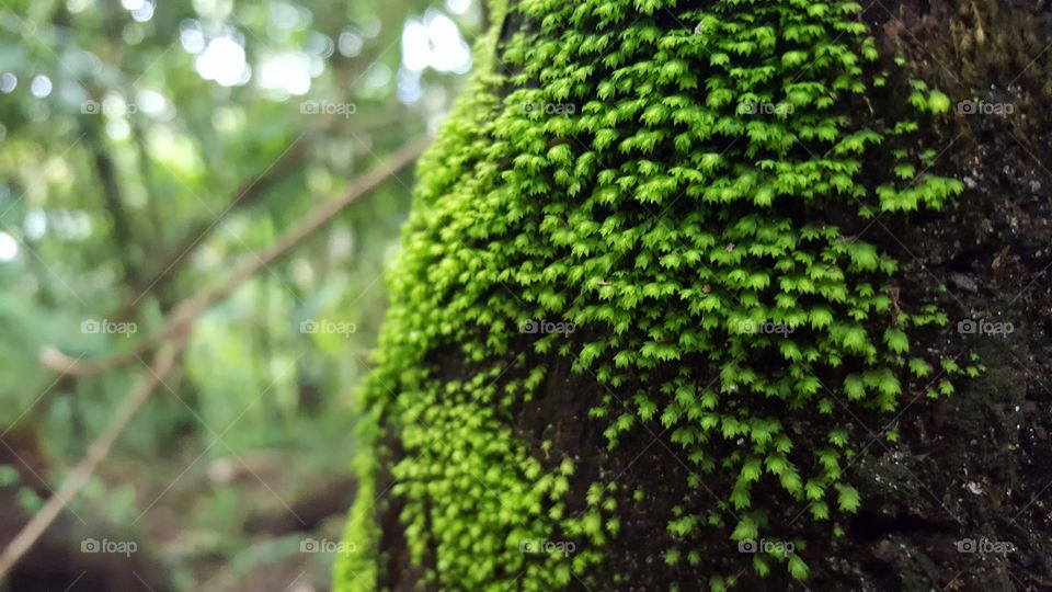 Moss on Tree Trunk
