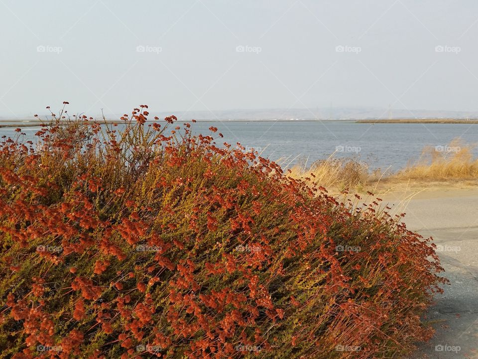 Colors of changing weather. Dried flowers and bay