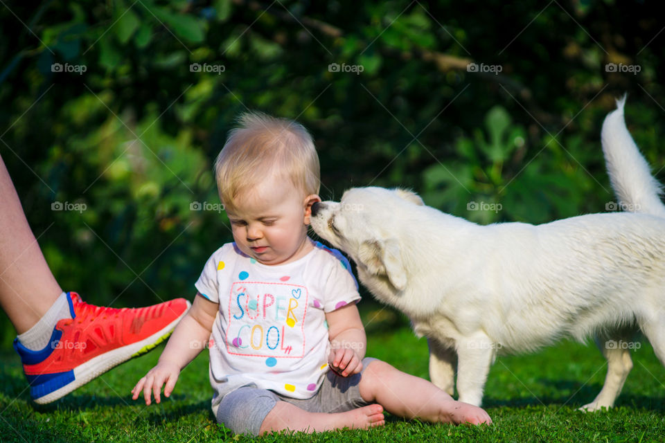 Cute dog kissing baby girl