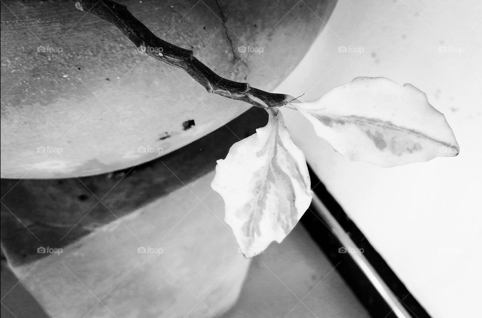 Editor choices me line