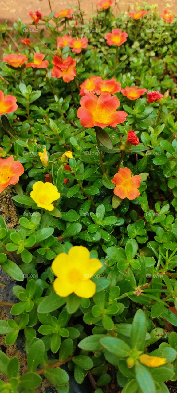 yellow orange colour flower