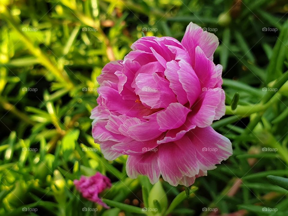 beautiful flowers in my garden