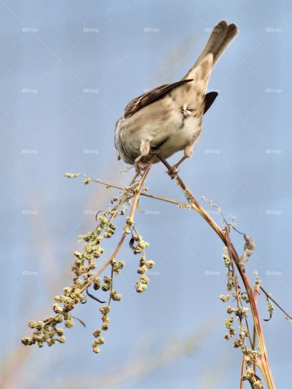 Sparrow on the grass