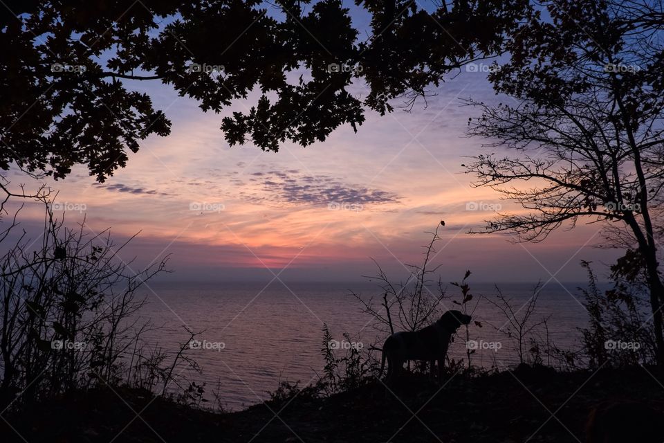 Silhouette of dog during sunset