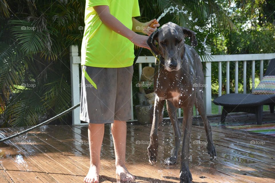 Dog bath shake