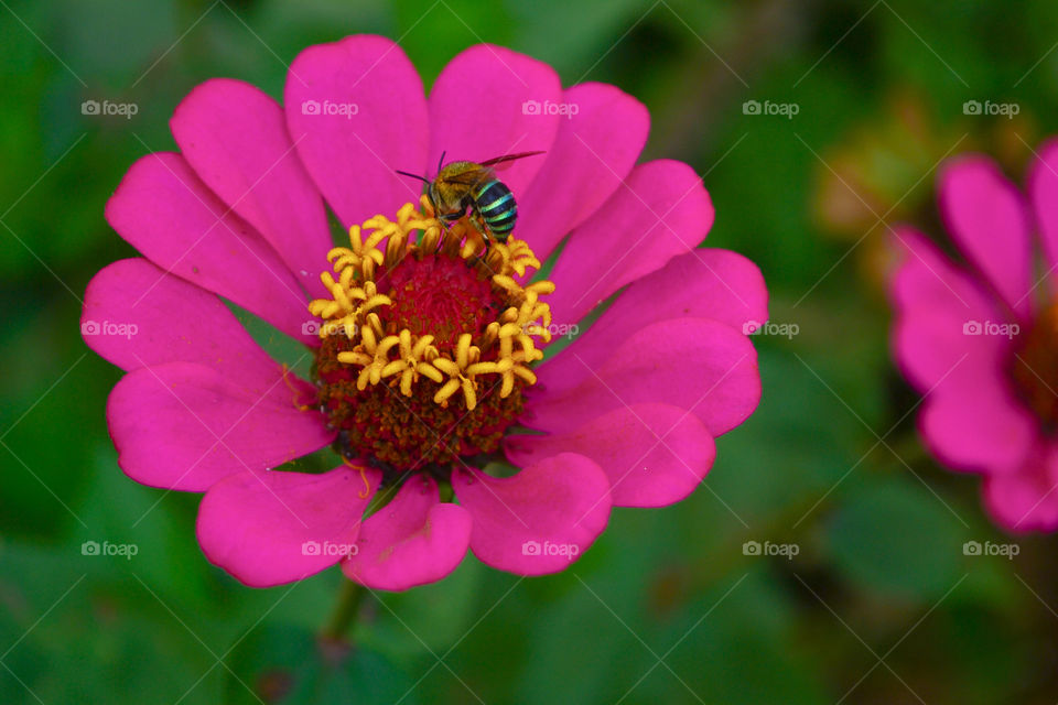 Aster Flower with Little Bee