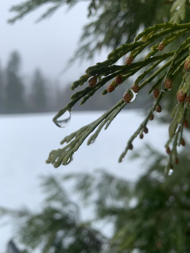 Wet pine needles