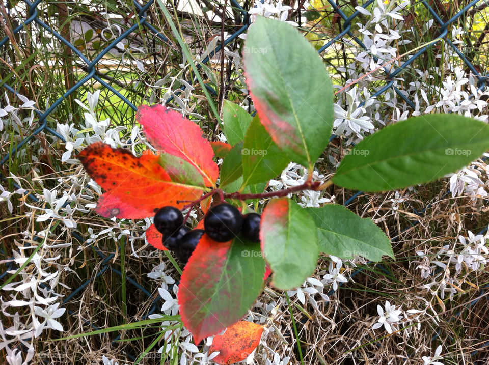 sweden autumn berries höst by paula