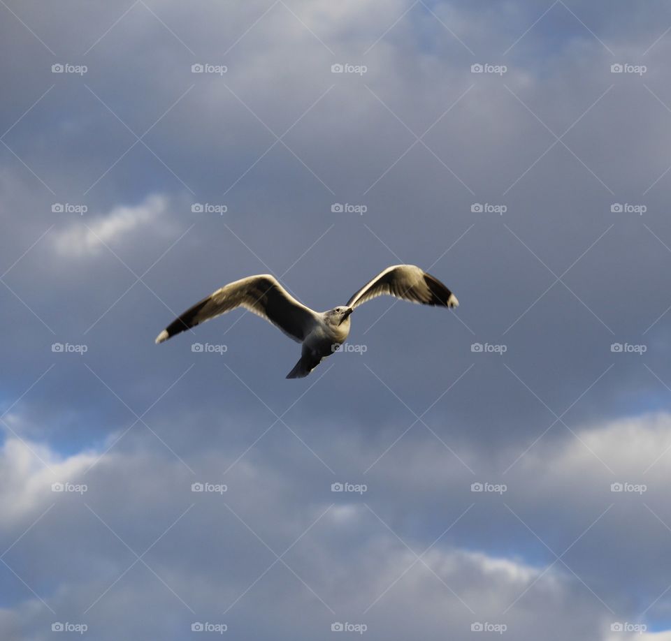 Bird, Seagulls, No Person, Flight, Wildlife
