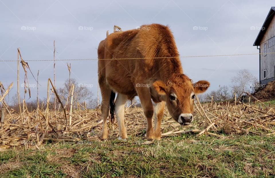 Amish Adolescent Cow