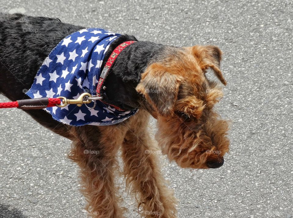 Patriotic Dog. Schnauzer Dig Wearing An American Flag

