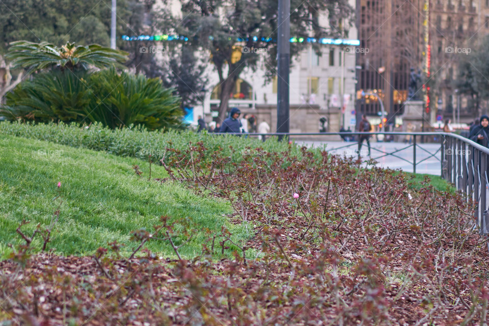 Rosa solitaria en el centro de la ciudad. 