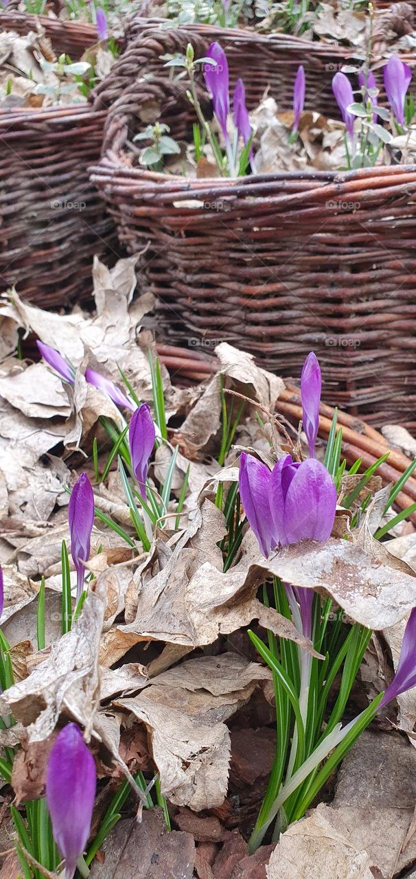 Crocuses