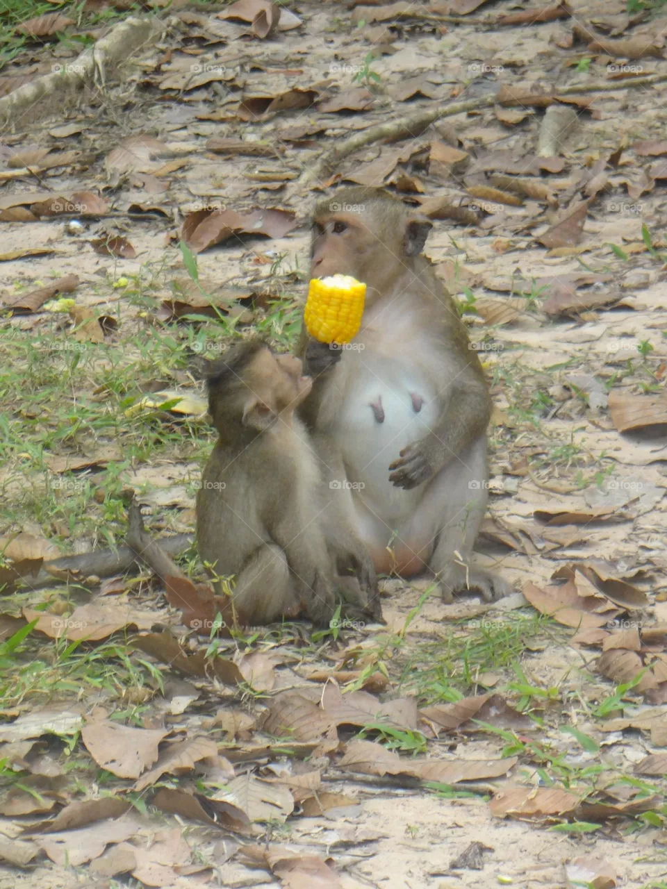 mom and son monkey, time to eat