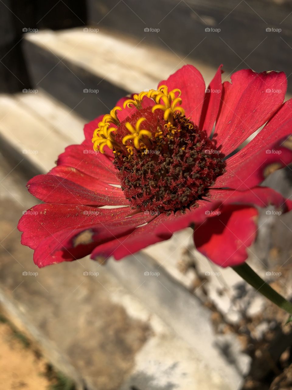 Flor moça velha 