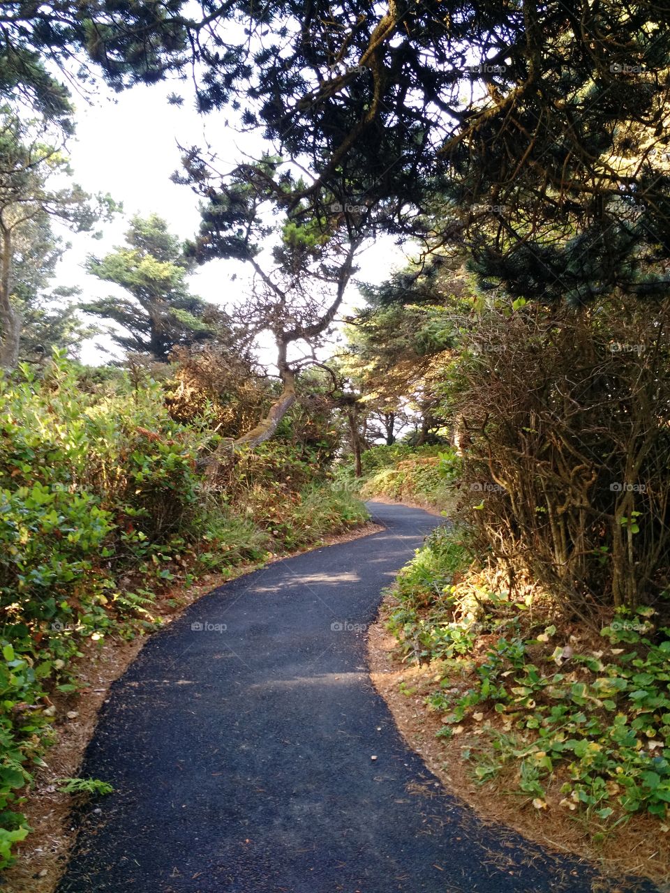 Peaceful Path. west coast