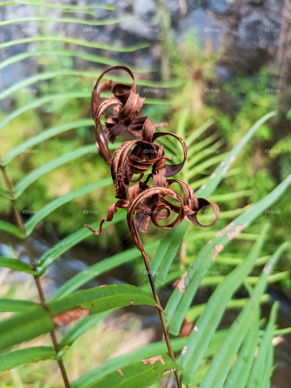 Close-up view of a green plant with long, narrow leaves, and stems that have dry brown circular patterns on them