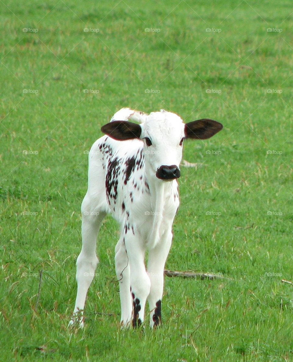 Newborn Calf