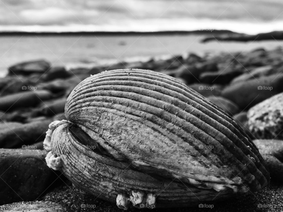 Sea, Beach, Marine, Ocean, Seashore