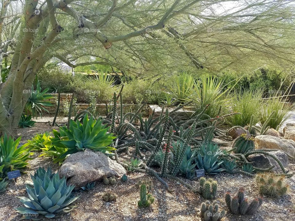 Lovely desert garden in Arizona